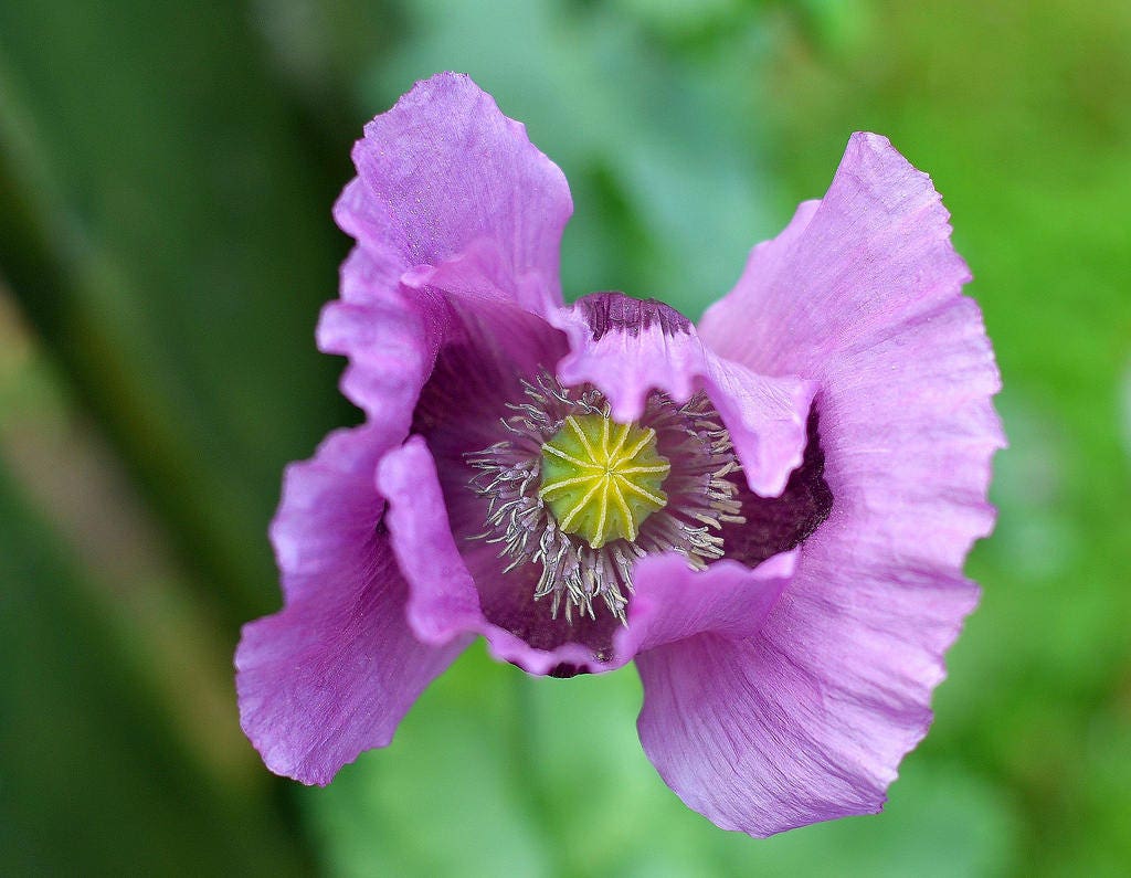 1000 SINGLE LILAC POPPY Papaver Somniferum Purple Heirloom Flower Seeds
