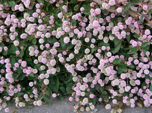 20 PUNCHING BALLS Pink Buttons Persicaria Capitata Polygonum Flower Seeds