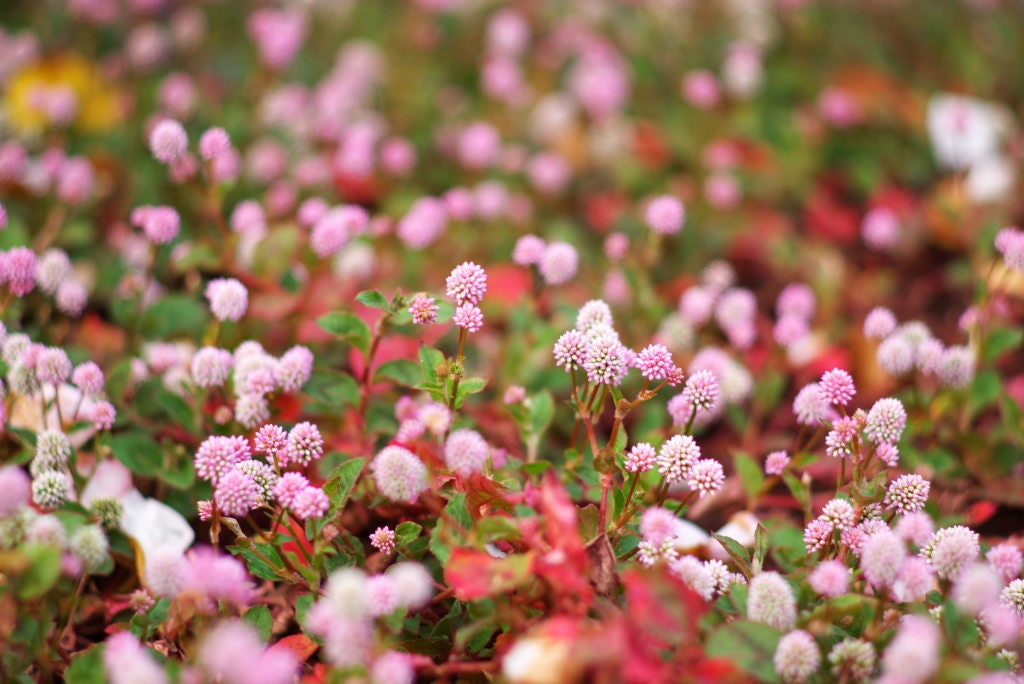 20 PUNCHING BALLS Pink Buttons Persicaria Capitata Polygonum Flower Seeds