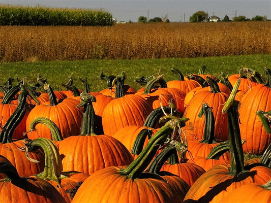 50 CONNECTICUT FIELD PUMPKIN BigTom Orange Yankee Cucurbita Pepo Vegetable Seeds