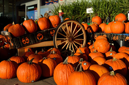 50 SPOOKIE PUMPKIN aka Deep Sugar Pie Pumpkin Cucurbita Pepo Vegetable Seeds