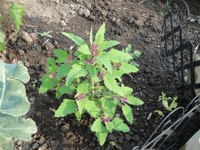 50 Organic CHERRY VANILLA QUINOA Chenopodium Pink Flower White Grain Vegetable Seeds