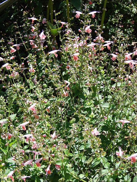 30 CORAL NYMPH SALVIA Coccinea Hummingbird Sage Flower Seeds