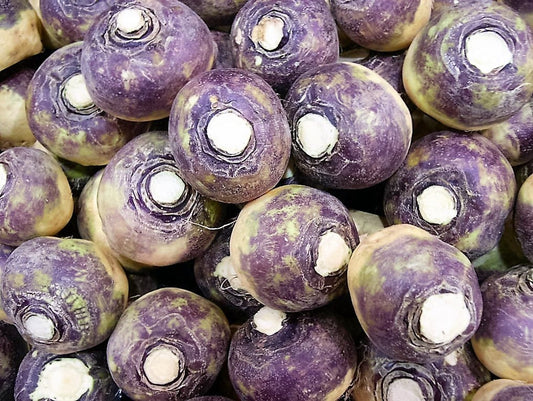 1500 American PURPLE TOP RUTABAGA Brassica Napus Root Vegetable & Greens Seeds