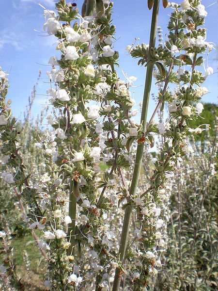 75 Sacred WHITE SAGE Salvia Apiana Shrub Silver Folliage Native Smudge Seeds