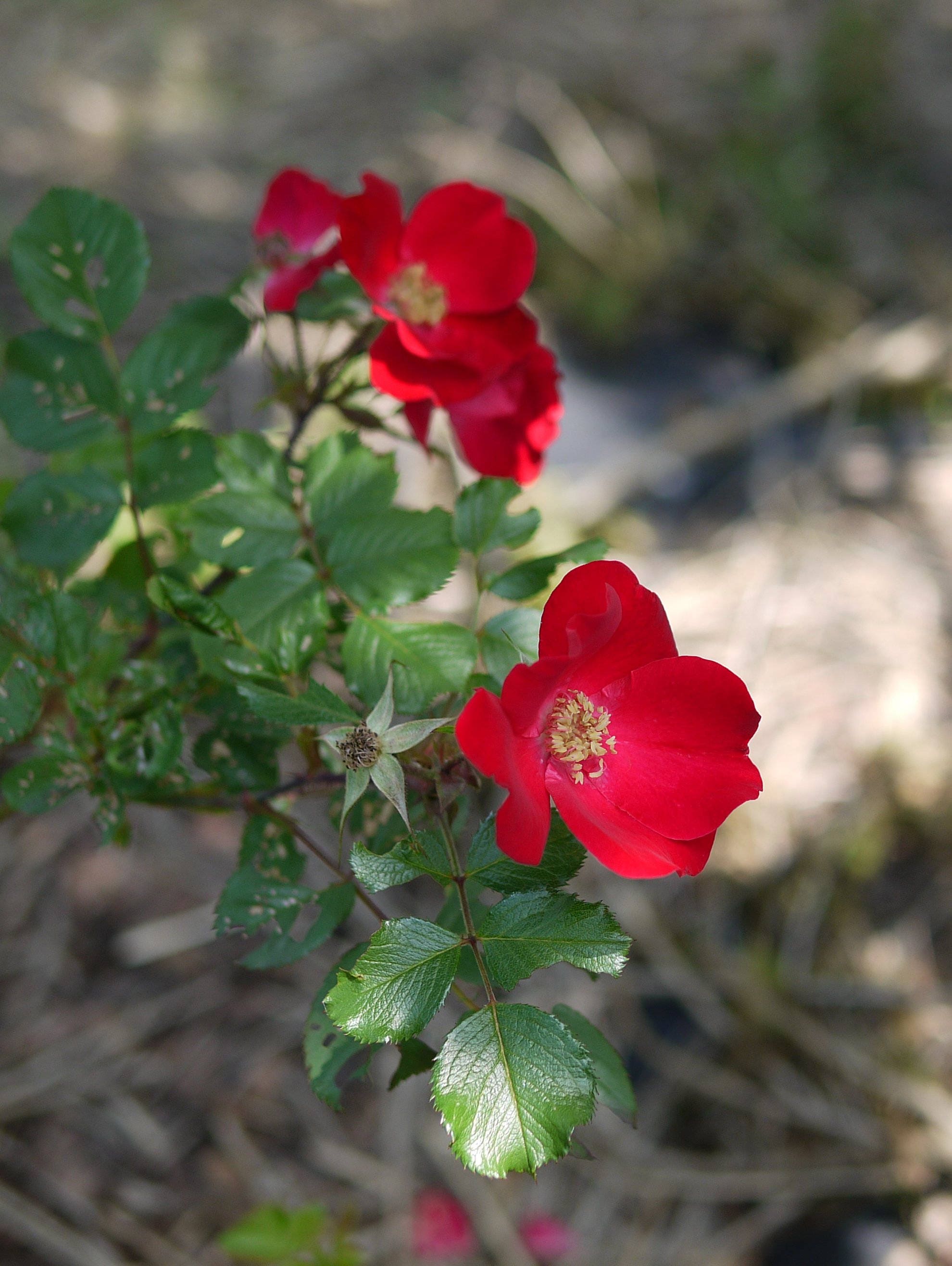 Fragrant Rugosa Roses 30 JAPANESE RED ROSE Bush Rosa Rugosa Rubra Rugrose Fragrant Flower Se ...