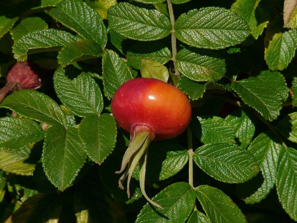30 JAPANESE RED ROSE Bush Rosa Rugosa Rubra Rugrose Fragrant Flower Seeds