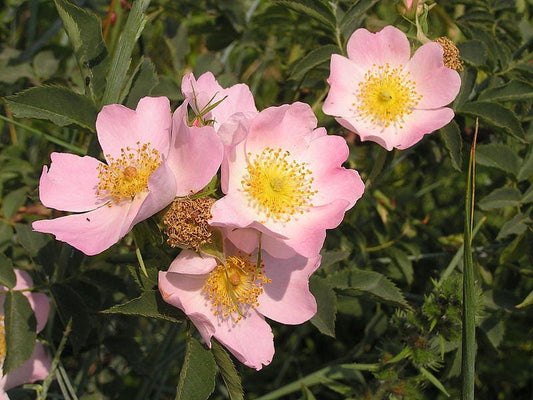 50 Thornless Pink DOG BRIER ROSE Bush Rosa Canina Inermis Victory Garden Fragrant Flower Seeds