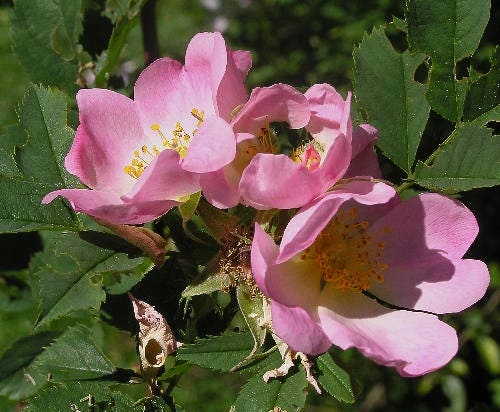 50 Thornless Pink DOG BRIER ROSE Bush Rosa Canina Inermis Victory Garden Fragrant Flower Seeds