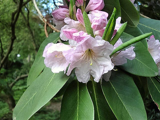 50 FORTUNE RHODODENDRON Fortunei Shrub Rose Pink Mauve White Flower Seeds