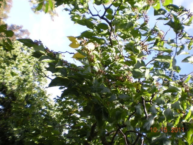 25 JAPANESE RAISIN TREE Edible Fruit Oriental Honey Flowers Hovenia Dulcis Seeds