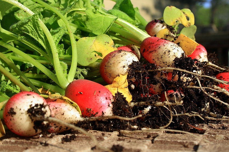 500 SPARKLER WHITE Tip RADISH Sweet European Red Raphanus Sativus Vegetable Seed