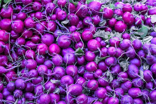 300 PURPLE PLUM RADISH Raphanus Sativus White Flesh Root Vegetable Seeds