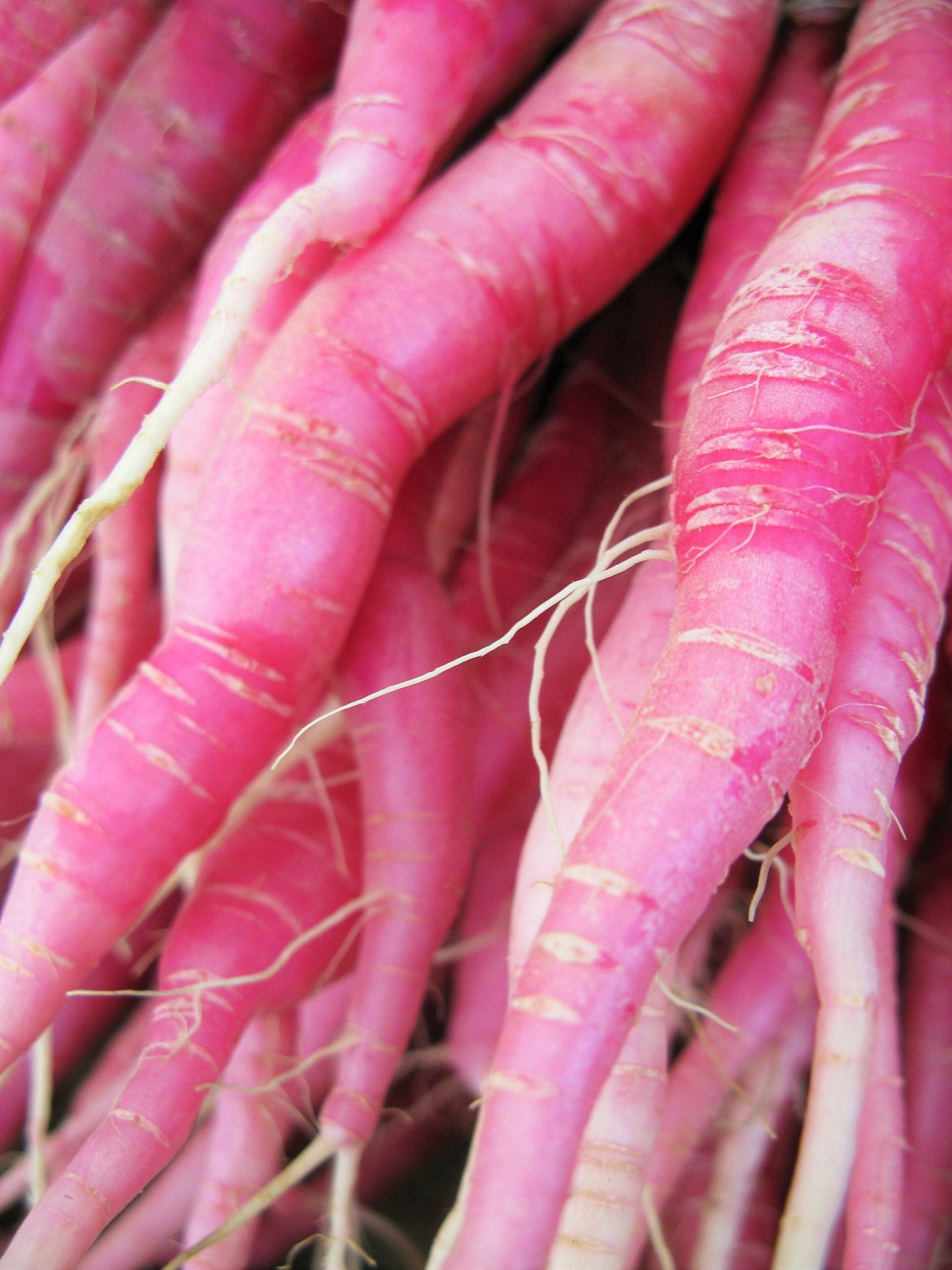 100 PINK SUMMERSICLE RADISH Raphanus Sativus Root Vegetable Seeds