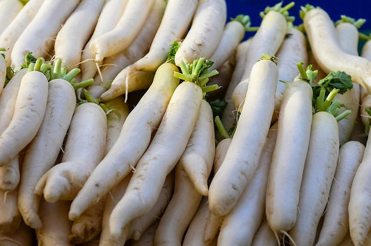 500 JAPANESE MINOWASE RADISH Huge Daikon White Raphanus Sativus Vegetable Seeds