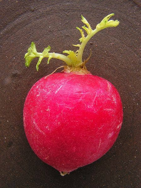 500 CHAMPION RADISH Sweet Scarlet Red Raphanus Sativus Root Vegetable Seeds