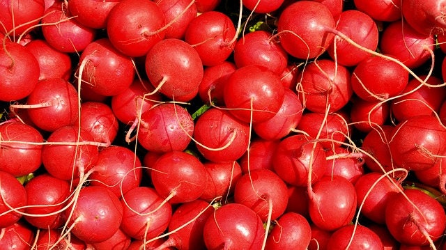 500 CHAMPION RADISH Sweet Scarlet Red Raphanus Sativus Root Vegetable Seeds