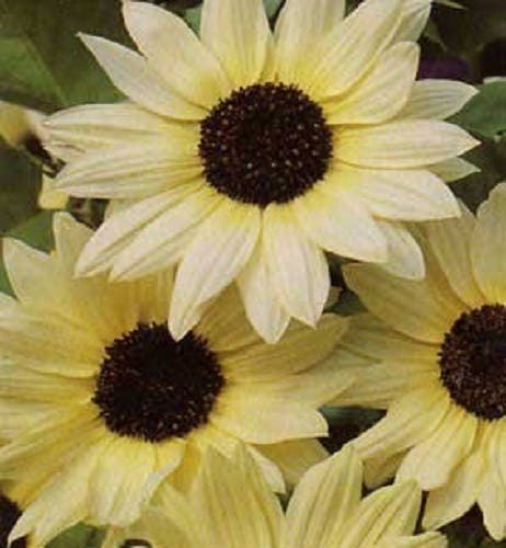 50 VANILLA ICE SUNFLOWER Two Tone Light Yellow Helianthus Annuus Flower Seeds