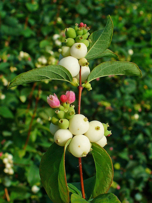25 COMMON SNOWBERRY - WHITE Berries Pink Flowers Symphoricarpos Alba Shrub Seeds
