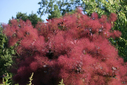 30 PURPLE SMOKE TREE Shrub Smokebush Cotinus Coggygria Rhus Cotinus Sumach Seeds