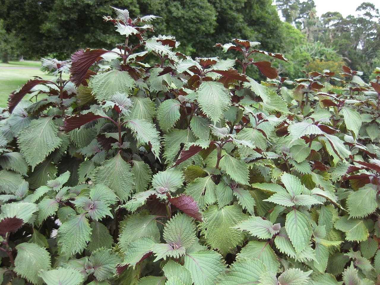 300 PURPLE SHISO aka PERILLA Frutescens Ornamental Herb Seeds Green & Purple