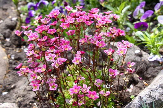 50 ROSE ROBE SAXIFRAGA Saxifraga Arendsii Mossy Rockfoil Evergreen Flower Seeds