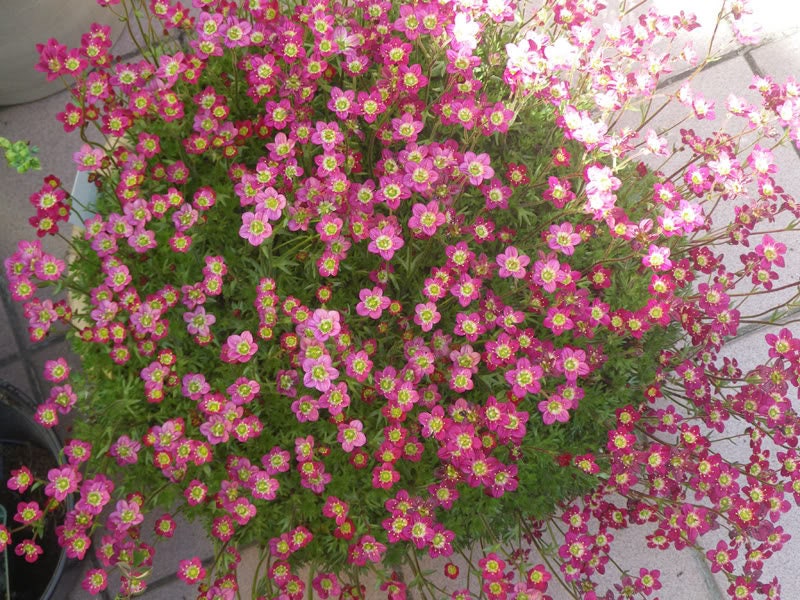 50 ROSE ROBE SAXIFRAGA Saxifraga Arendsii Mossy Rockfoil Evergreen Flower Seeds