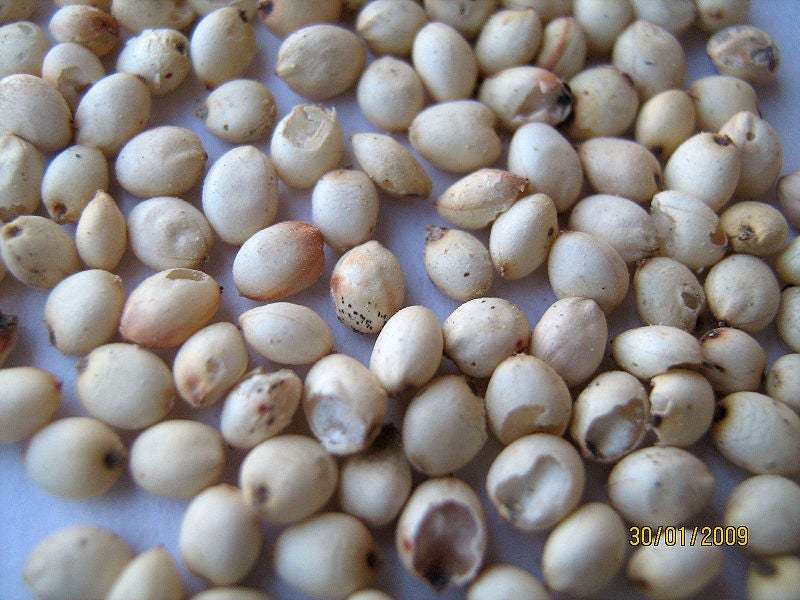 75 WHITE POPPING SORGHUM Bicolor Snack Vegetable Flour Grain Seeds