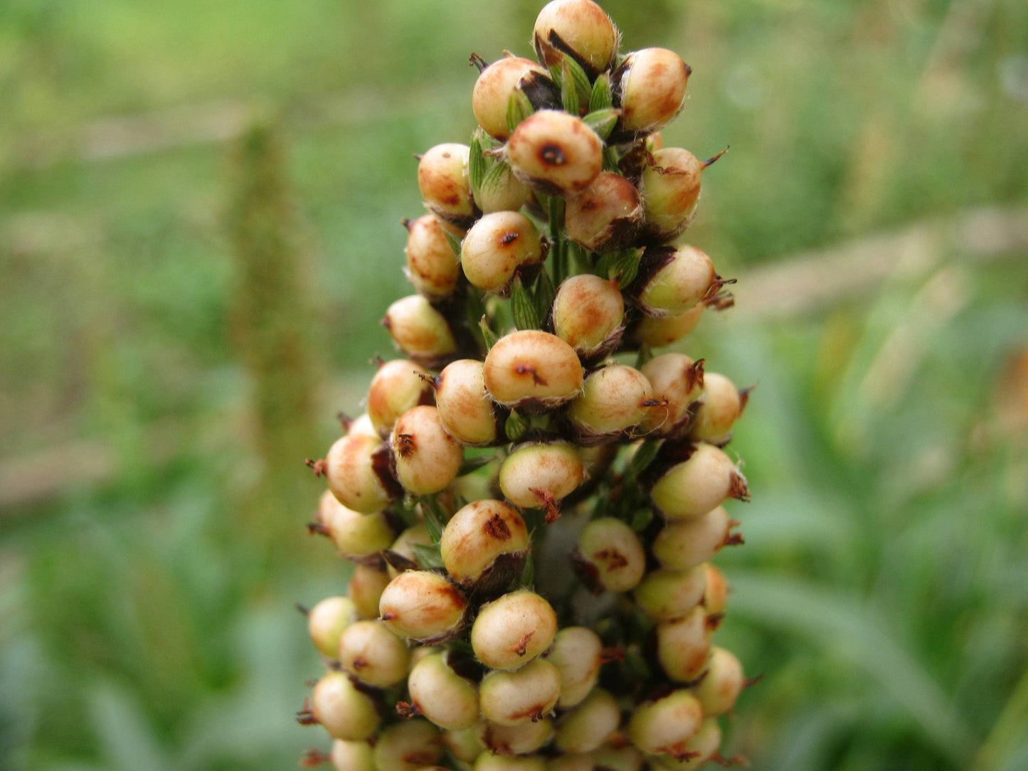 50 TOP 76-6 SORGHUM Bicolor Syrup Flour Grain Vegetable Seeds