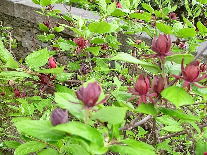 10 SWEETSHRUB Carolina Allspice Fragrant Calycanthus Floridus Shrub Flower Seeds