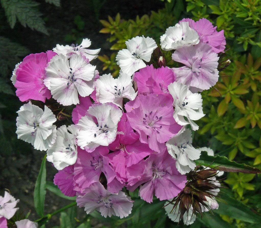 100 WEE Willie Dwarf SWEET WILLIAM Mixed Colors Dianthus Barbatus Flower Seeds