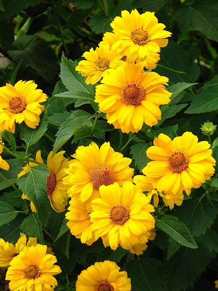 50 SUMMER SUN SUNDROPS Yellow Heliopsis Scabra False Sunflower Flower Seeds