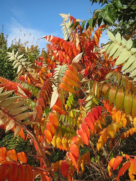 Red Rhus Tree 50 STAGHORN SUMAC TREE Rhus Typhina Yellow Flowers Red Berries Seeds ...