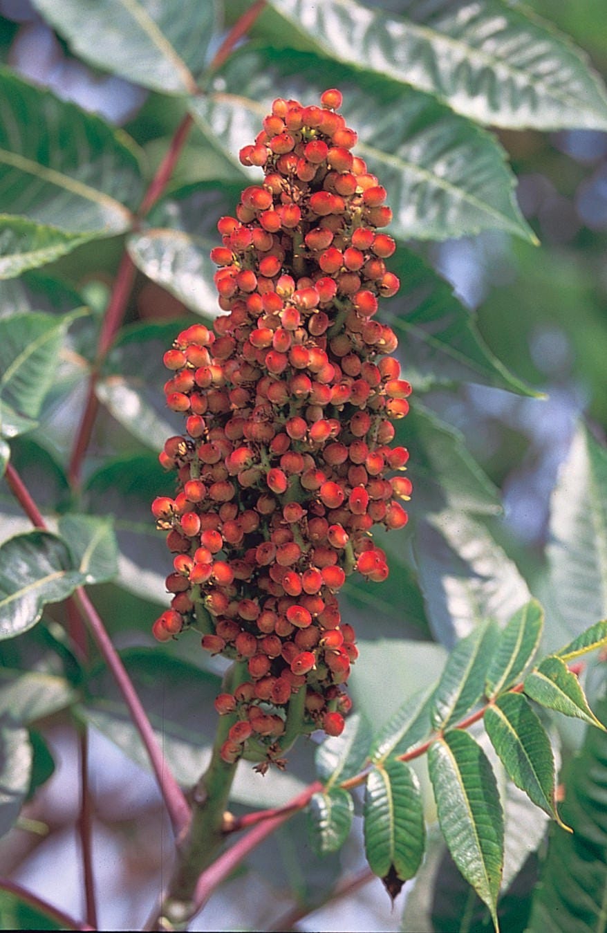 75 SMOOTH SUMAC TREE Red Berries Rhus Glabra Borealis Seeds