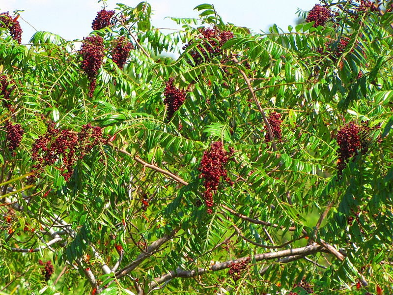 30 FLAMELEAF SUMAC TREE Shining Dwarf Winged Rhus Schmaltzia Copallina Seeds