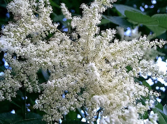 30 CHINESE SUMAC TREE Nutgall White Flowers Red Berries Rhus Chinensis Seeds