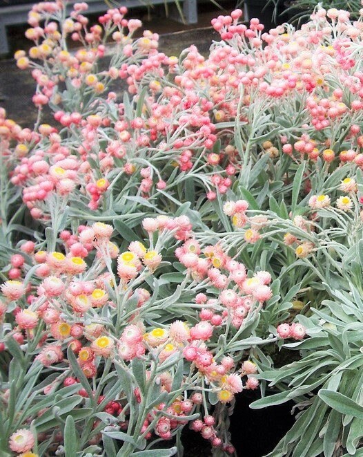100 APRICOT & PEACH STRAWFLOWER Mix Coral Paper Daisy Helichrysum Bracteatum Flower Seeds