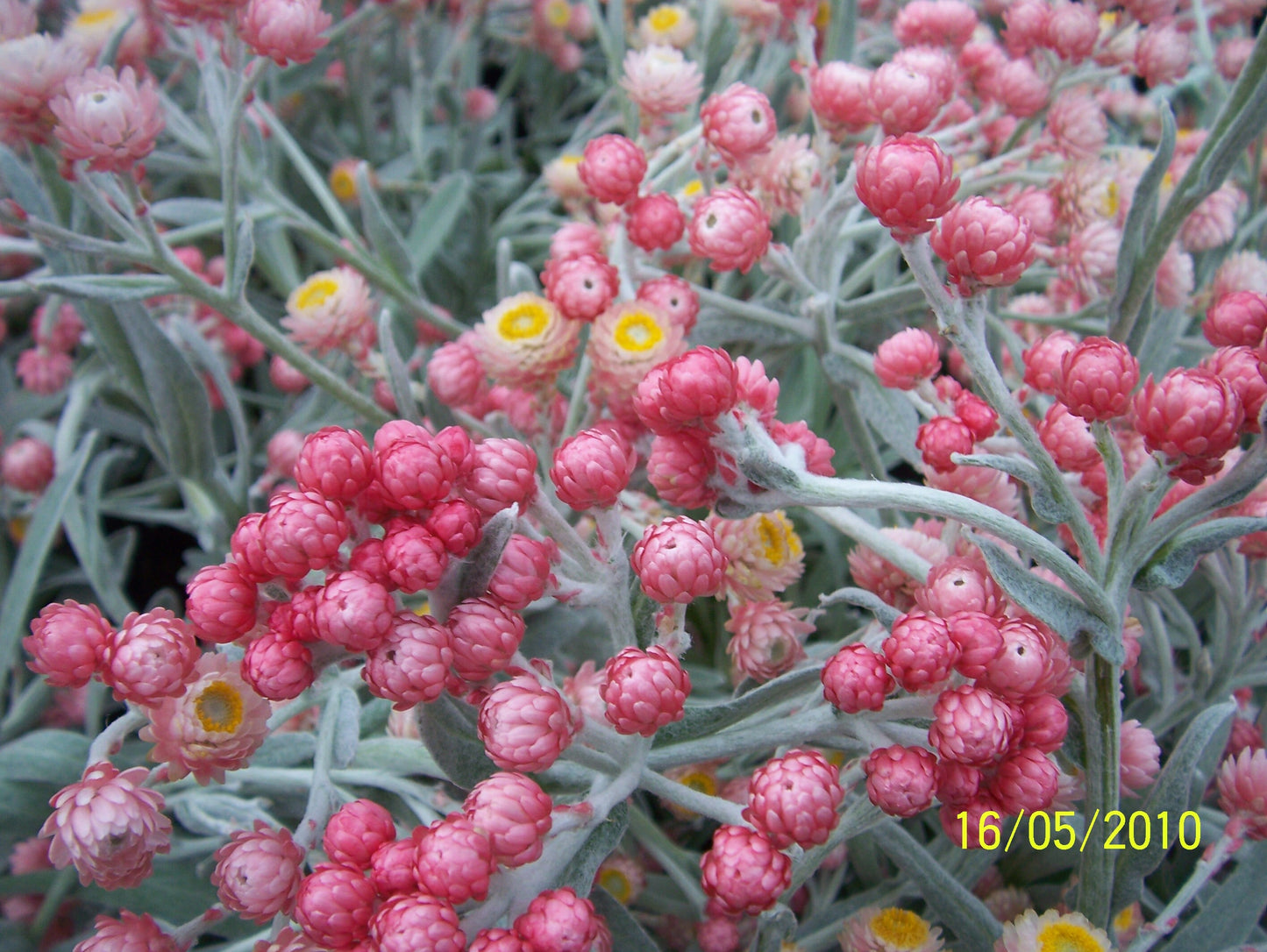 100 APRICOT & PEACH STRAWFLOWER Mix Coral Paper Daisy Helichrysum Bracteatum Flower Seeds