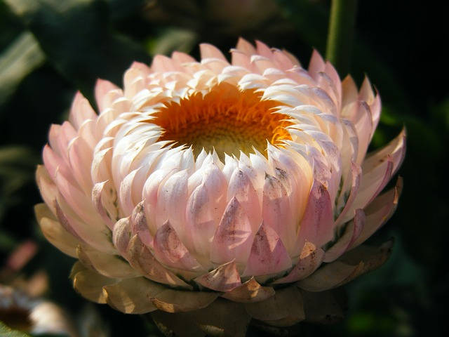 100 APRICOT & PEACH STRAWFLOWER Mix Coral Paper Daisy Helichrysum Bracteatum Flower Seeds