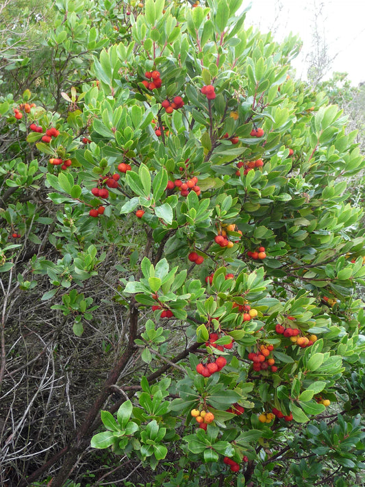 25 STRAWBERRY TREE Edible Red Berry Tree Arbutus Unedo Seeds Irish Killarney