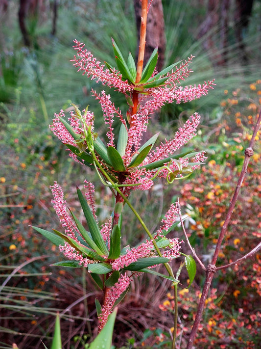 50 TASSELFLOWER Red Pink  Leucopogon Verticillatus Tassel Flower Shrub Seeds
