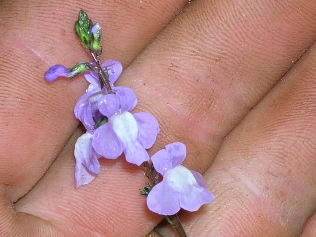 100 BLUE TOADFLAX Linaria Canadensis Antirrhinum Canadian Flower Seeds