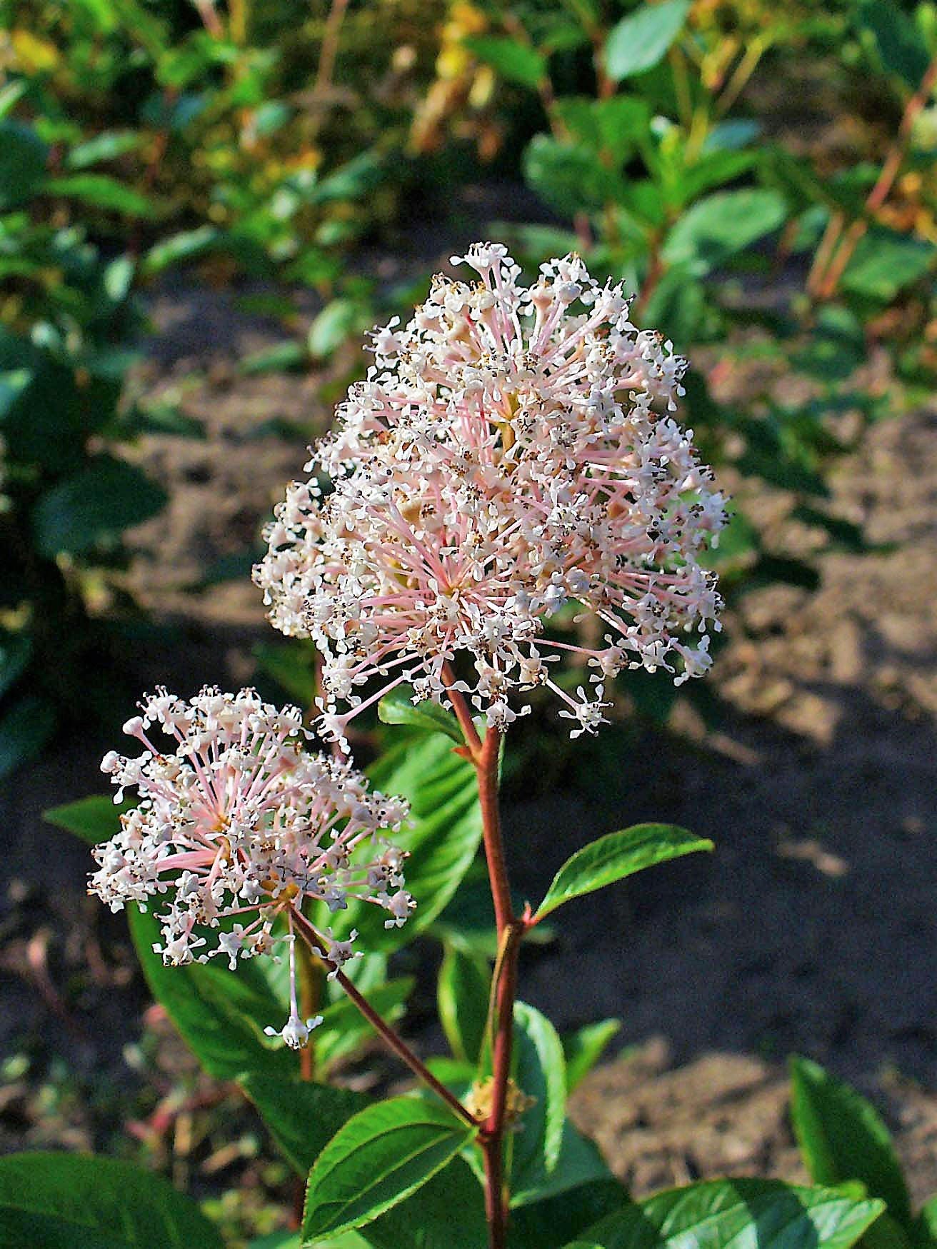 20 White NEW JERSEY TEA Hummingbird Flower Ceanothus Americanus Shrub Seeds