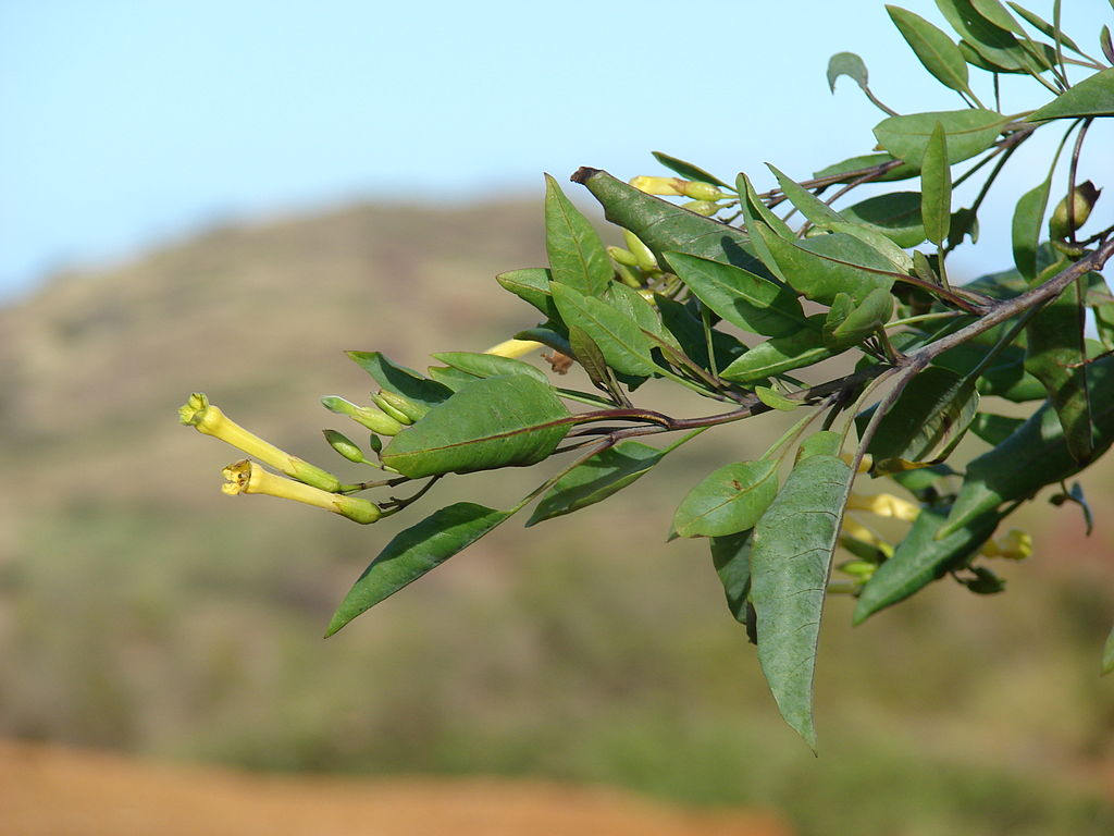 250 TREE TOBACCO Nicotiana Glauca Yellow Trumpet Flower Herb Shrub Seeds