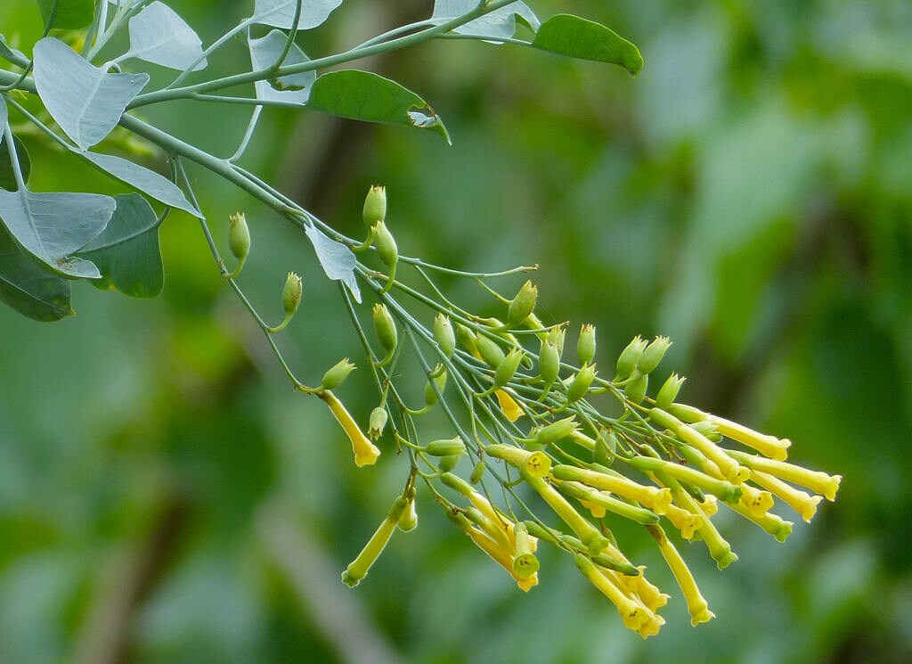 250 TREE TOBACCO Nicotiana Glauca Yellow Trumpet Flower Herb Shrub Seeds