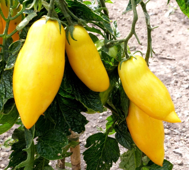 40 BANANA LEGS TOMATO Heirloom Yellow Lycopersicon Fruit Vegetable Seeds