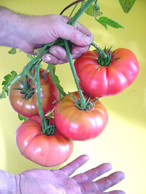 50 Giant BELGIAN PINK TOMATO Huge Pink Skin Lycopersicon Fruit Vegetable Seeds