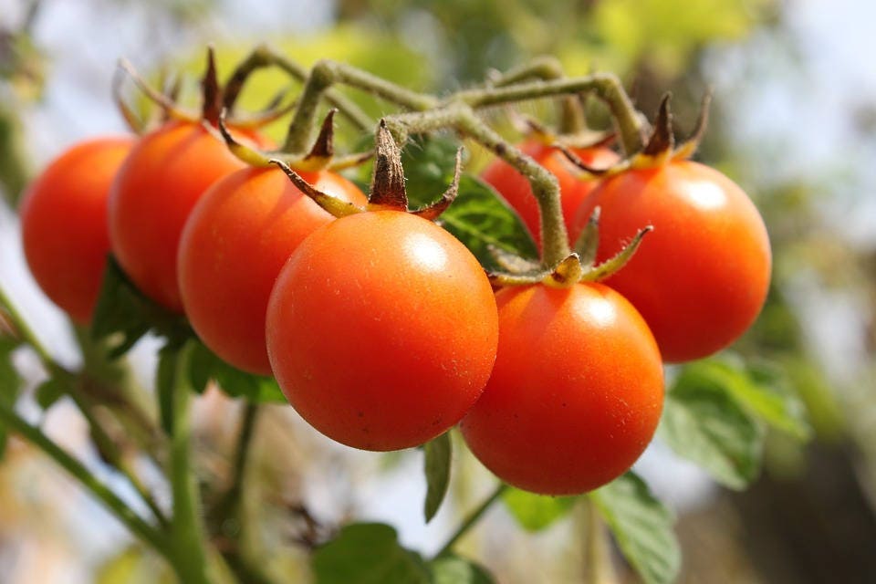 100 Red SWEETIE CHERRY TOMATO Super Sweet 1