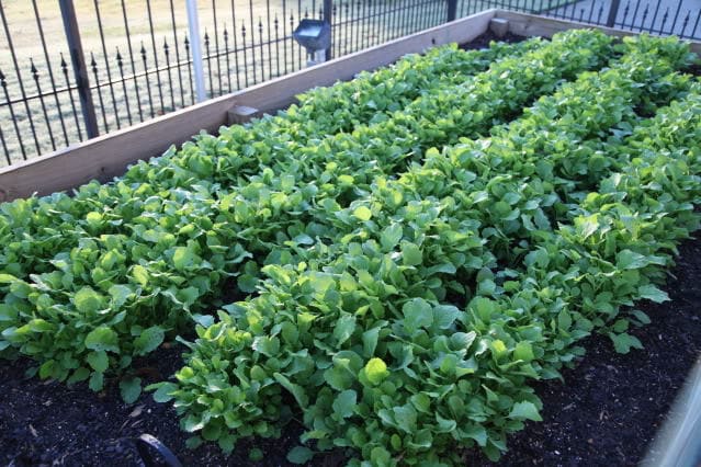 1500 SEVEN TOP TURNIP For Leaf Greens & Sprouts Brassica Rapa Vegetable Seeds