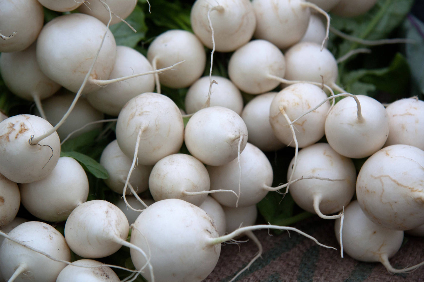 3000 SHOGOIN TURNIP White Japanese Brassica Rapa Root & Greens Vegetable Seeds